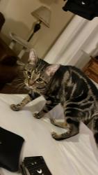 Lost Male Cat last seen in corner of herkemir, Buffalo, NY 14213