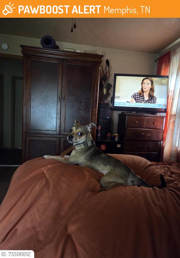 Found/Stray Female Dog last seen Perkins and Dunn, Memphis, TN 38117