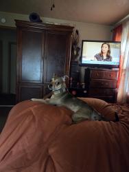 Found/Stray Female Dog last seen Perkins and Dunn, Memphis, TN 38117