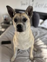 Reunited Female Dog last seen Near Carter Dr, Chattanooga, TN 37415, USA, Chattanooga, TN 37415