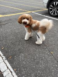 Reunited Male Dog last seen Irene Ave in Kannapolis, Kannapolis, NC 28083