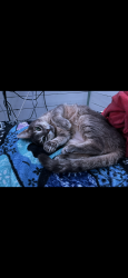 Lost Female Cat last seen Lynchburg Va, Nelson County, VA 22938