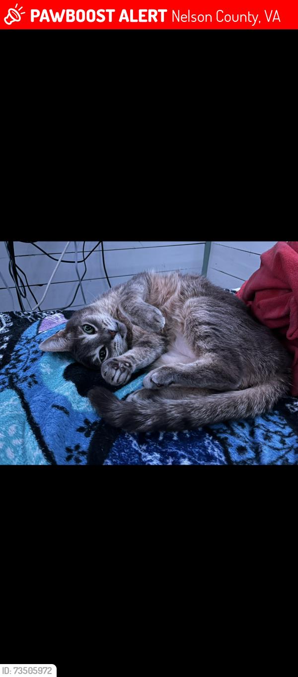 Lost Female Cat last seen Lynchburg Va, Nelson County, VA 22938