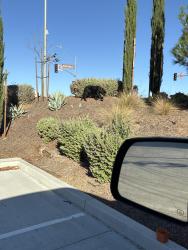 Found/Stray Male Dog last seen Zeiders/ Gateway Center, Menifee, CA 92584