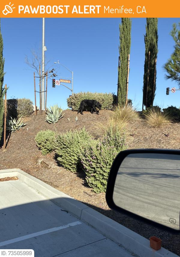 Found/Stray Male Dog last seen Zeiders/ Gateway Center, Menifee, CA 92584