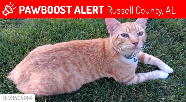 Lost Male Cat last seen CRAWFORD WALKING TRAIL, Russell County, AL 36874
