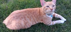 Lost Male Cat last seen CRAWFORD WALKING TRAIL, Russell County, AL 36874