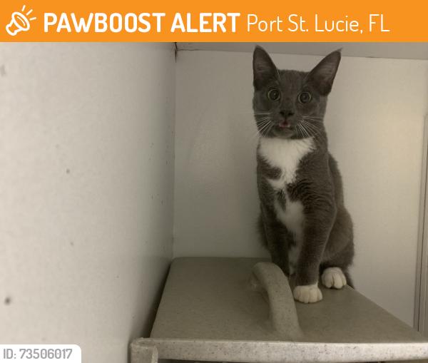 Found/Stray Male Cat last seen Port Saint Lucie, Port St. Lucie, FL 34986