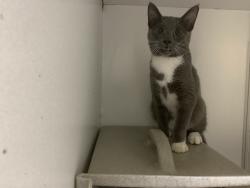 Found/Stray Male Cat last seen Port Saint Lucie, Port St. Lucie, FL 34986