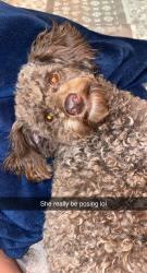 Reunited Female Dog last seen MORNINGSIDE DR IN COOSA, Floyd County, GA 30165