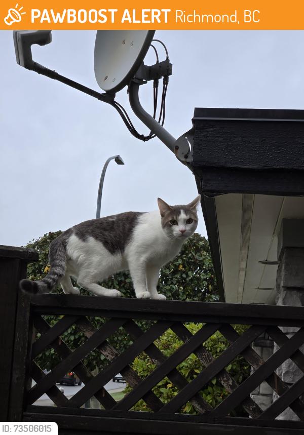 Found/Stray Male Cat last seen McNeel Drive at my hse, Richmond, BC 