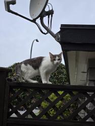 Found/Stray Male Cat last seen McNeel Drive at my hse, Richmond, BC 