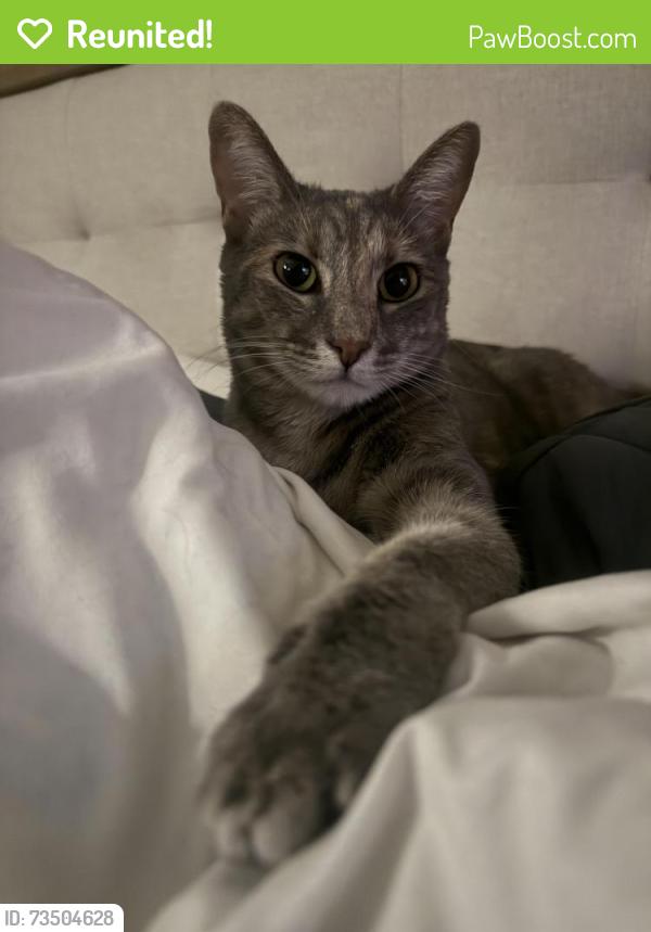 Reunited Female Cat last seen Highland Avenue and Archibald, Rancho Cucamonga, CA 91737