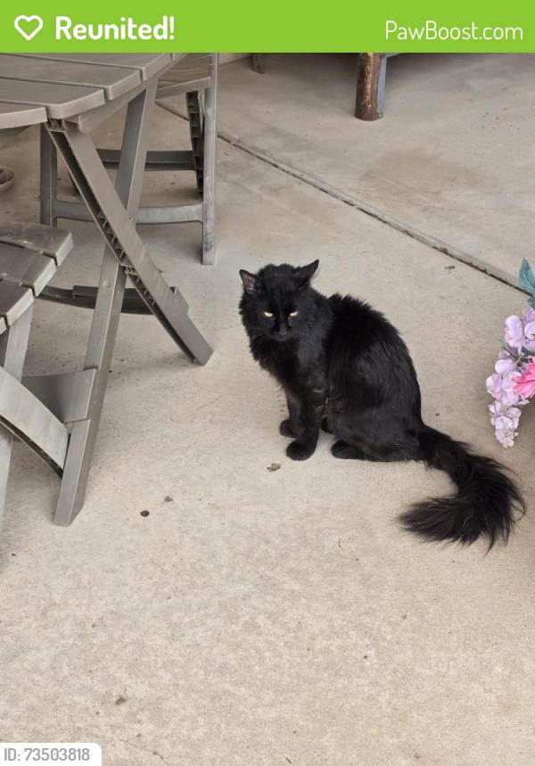 Reunited Unknown Cat last seen Guadalupe Rd and Price, Mesa, AZ 85224