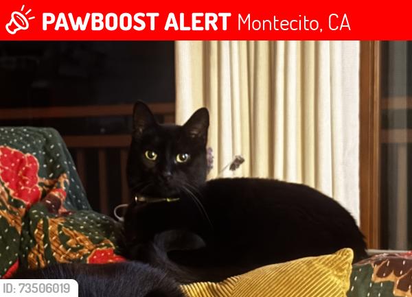 Lost Female Cat last seen School hse rd, Montecito, CA 93108
