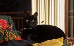 Lost Female Cat last seen School hse rd, Montecito, CA 93108