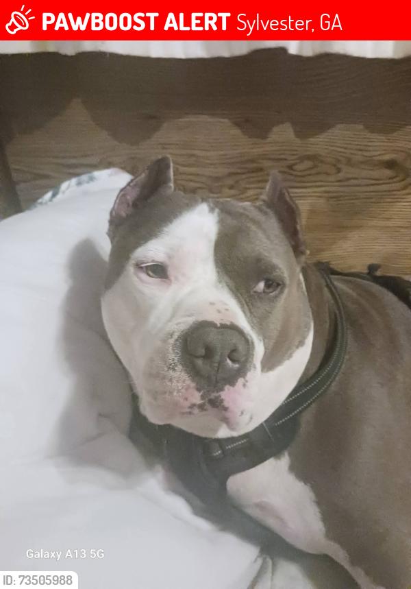 Lost Male Dog last seen Bedrock and woodcrest.. pebble Hill circle, Sylvester, GA 31791
