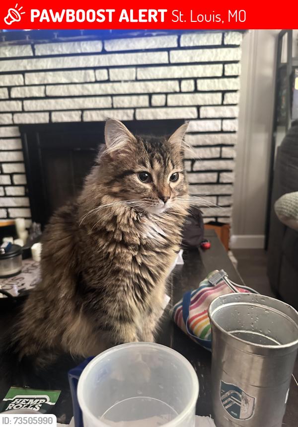 Lost Female Cat last seen Between Madeline and Engler in St. John, St. Louis, MO 63114