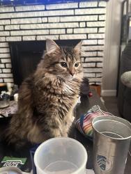 Lost Female Cat last seen Between Madeline and Engler in St. John, St. Louis, MO 63114