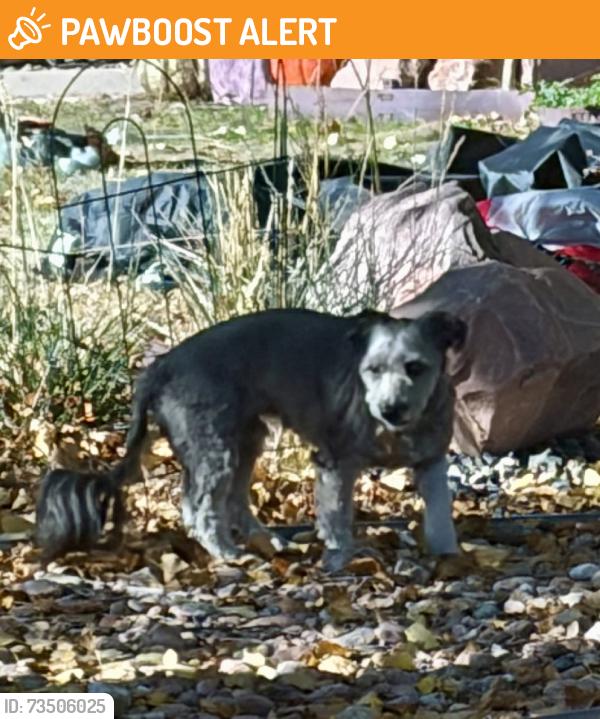 Found/Stray Unknown Dog last seen Linden Circle near Mountview and Acacia, Colorado Springs, CO 80907