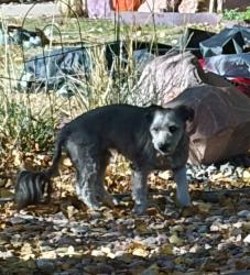 Found/Stray Unknown Dog last seen Linden Circle near Mountview and Acacia, Colorado Springs, CO 80907