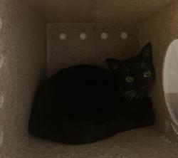 Found/Stray Unknown Cat last seen Port Saint Lucie, Port St. Lucie, FL 34986