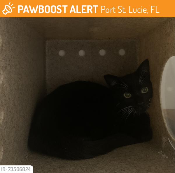 Found/Stray Unknown Cat last seen Port Saint Lucie, Port St. Lucie, FL 34986