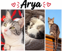 Reunited Female Cat last seen Collinbridge Area, Antrim and Newtownabbey, Northern Ireland 