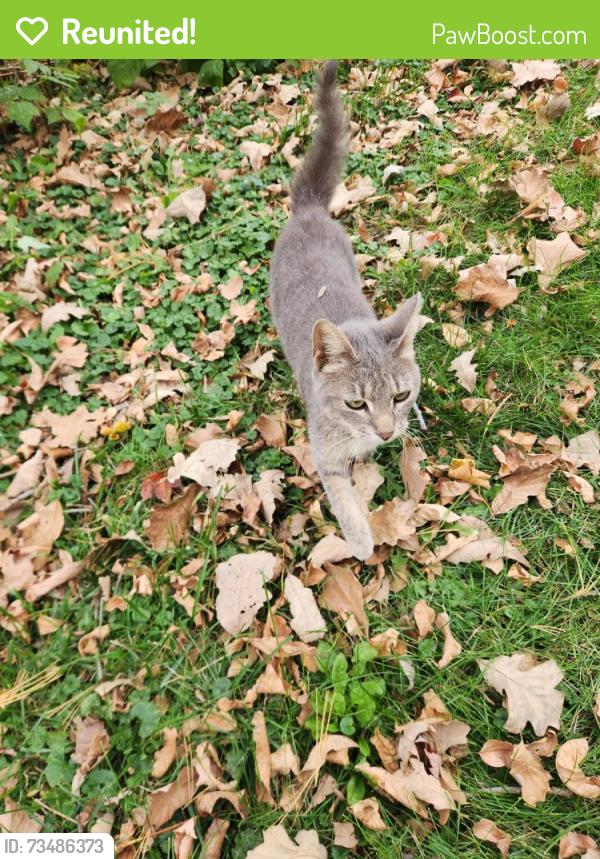 Reunited Female Cat last seen Copeland and Dean lane, Maple Plain, MN 55359