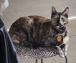 Lost Female Cat last seen 126th ln and Glendale, Glendale, AZ 85307