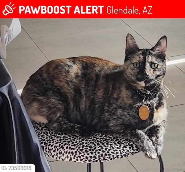 Lost Female Cat last seen 126th ln and Glendale, Glendale, AZ 85307