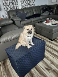 Found/Stray Male Dog last seen Sandridge Rd, Little River, SC 29566