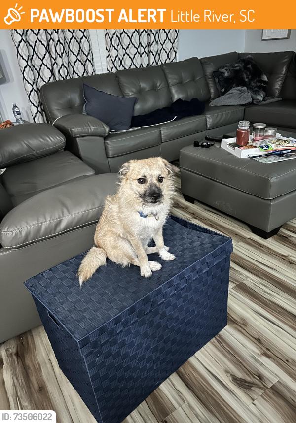 Found/Stray Male Dog last seen Sandridge Rd, Little River, SC 29566