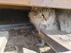 Found/Stray Female Cat last seen North Street, Johnson City, TN 37604