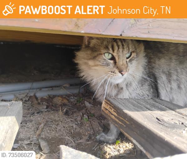 Found/Stray Female Cat last seen North Street, Johnson City, TN 37604