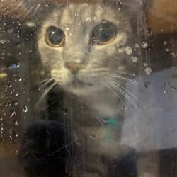 Shelter Stray Female Cat last seen , Animal Care & Control Team of Philly, 111 W Hunting Park Ave, Philadelphia, PA 19140, USA