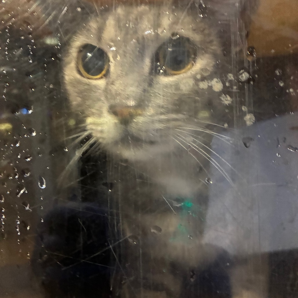 Shelter Stray Female Cat last seen , Animal Care & Control Team of Philly, 111 W Hunting Park Ave, Philadelphia, PA 19140, USA