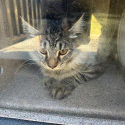 Shelter Stray Unknown Cat last seen , 980 Guilford College Rd, Greensboro, NC 27409, USA