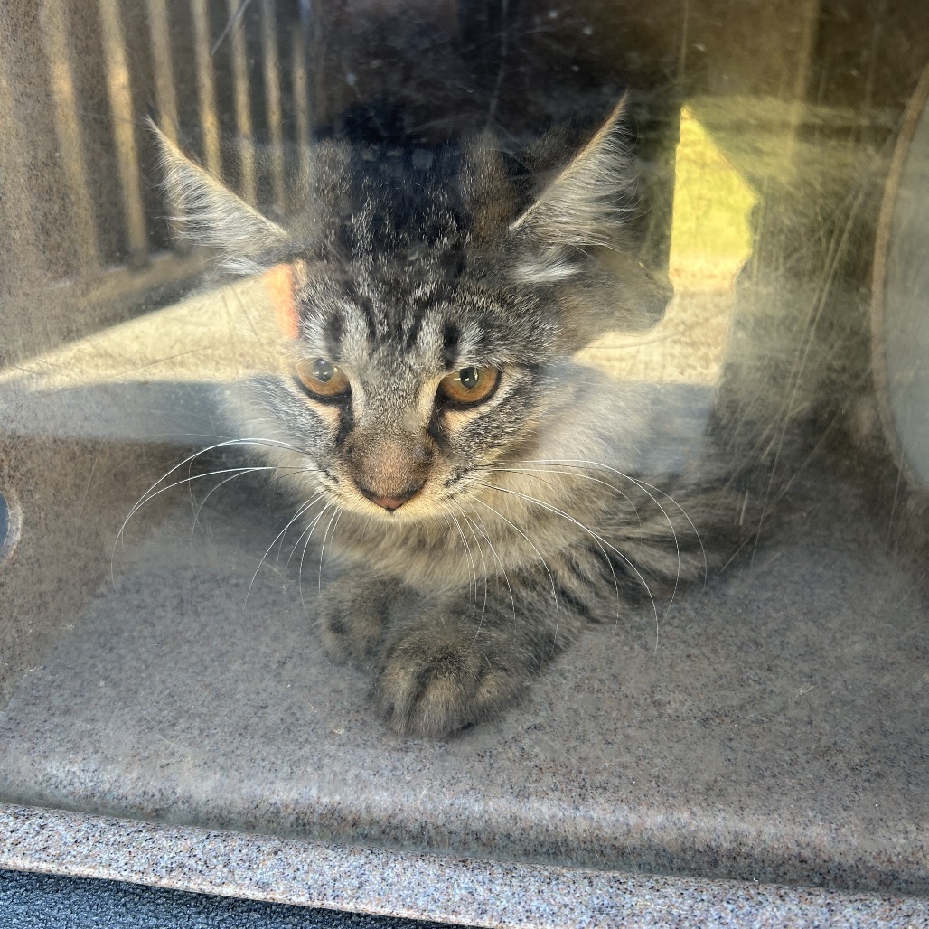 Shelter Stray Unknown Cat last seen , 980 Guilford College Rd, Greensboro, NC 27409, USA
