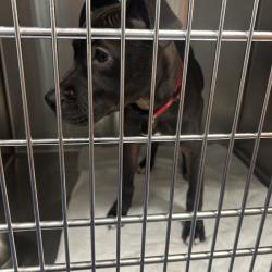 Shelter Stray Female Dog last seen , 980 Guilford College Rd, Greensboro, NC 27409, USA