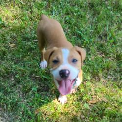 Shelter Stray Female Dog last seen , 2350 Appling City Cove, Memphis, TN 38133, USA