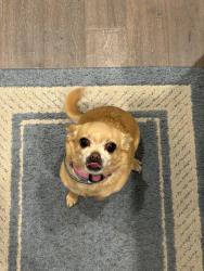 Reunited Female Dog last seen Unsure, Midland, NC 28107