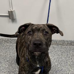 Shelter Stray Female Dog last seen , 328 Furman Hall Rd, Greenville, SC 29609, USA