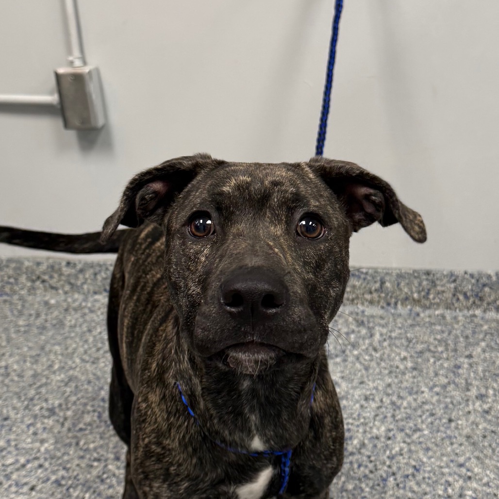 Shelter Stray Female Dog last seen , 328 Furman Hall Rd, Greenville, SC 29609, USA