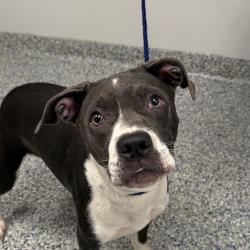 Shelter Stray Female Dog last seen , 328 Furman Hall Rd, Greenville, SC 29609, USA