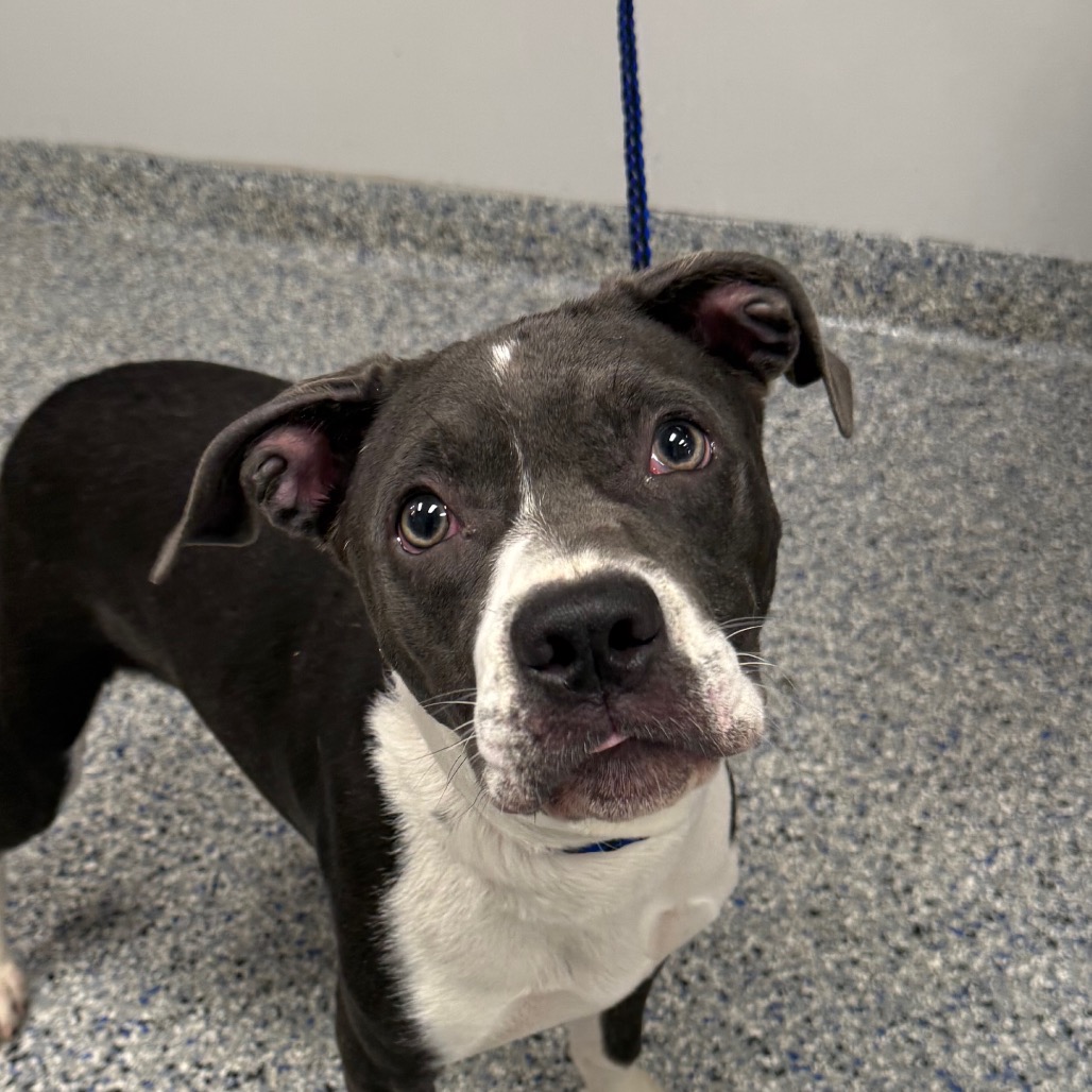 Shelter Stray Female Dog last seen , 328 Furman Hall Rd, Greenville, SC 29609, USA