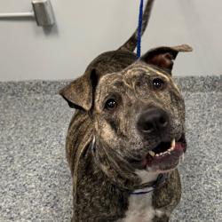 Shelter Stray Female Dog last seen , 328 Furman Hall Rd, Greenville, SC 29609, USA