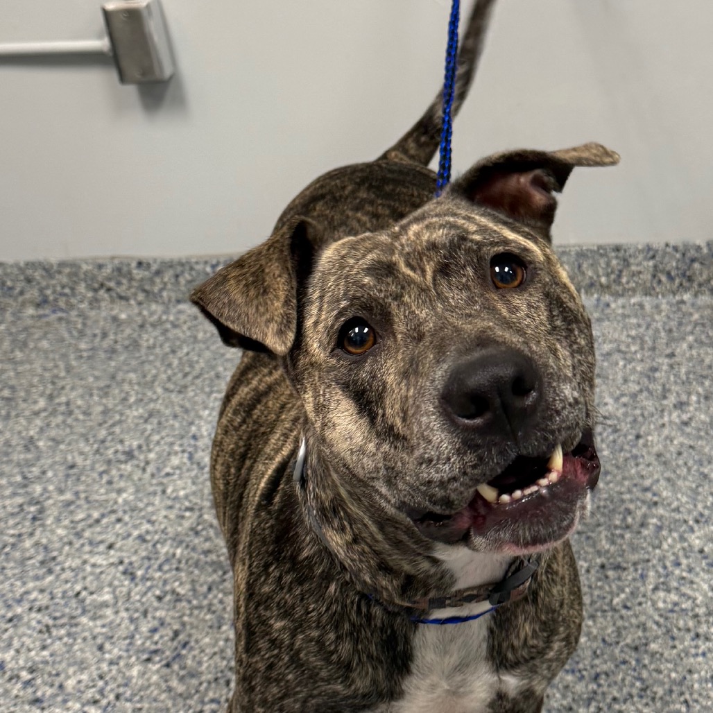 Shelter Stray Female Dog last seen , 328 Furman Hall Rd, Greenville, SC 29609, USA