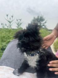 Reunited Male Dog last seen Red’s Cafe, Haysville, KS 67060