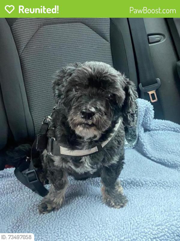 Reunited Male Dog last seen Coachmans Drive, Merseyside, England L12 0AG